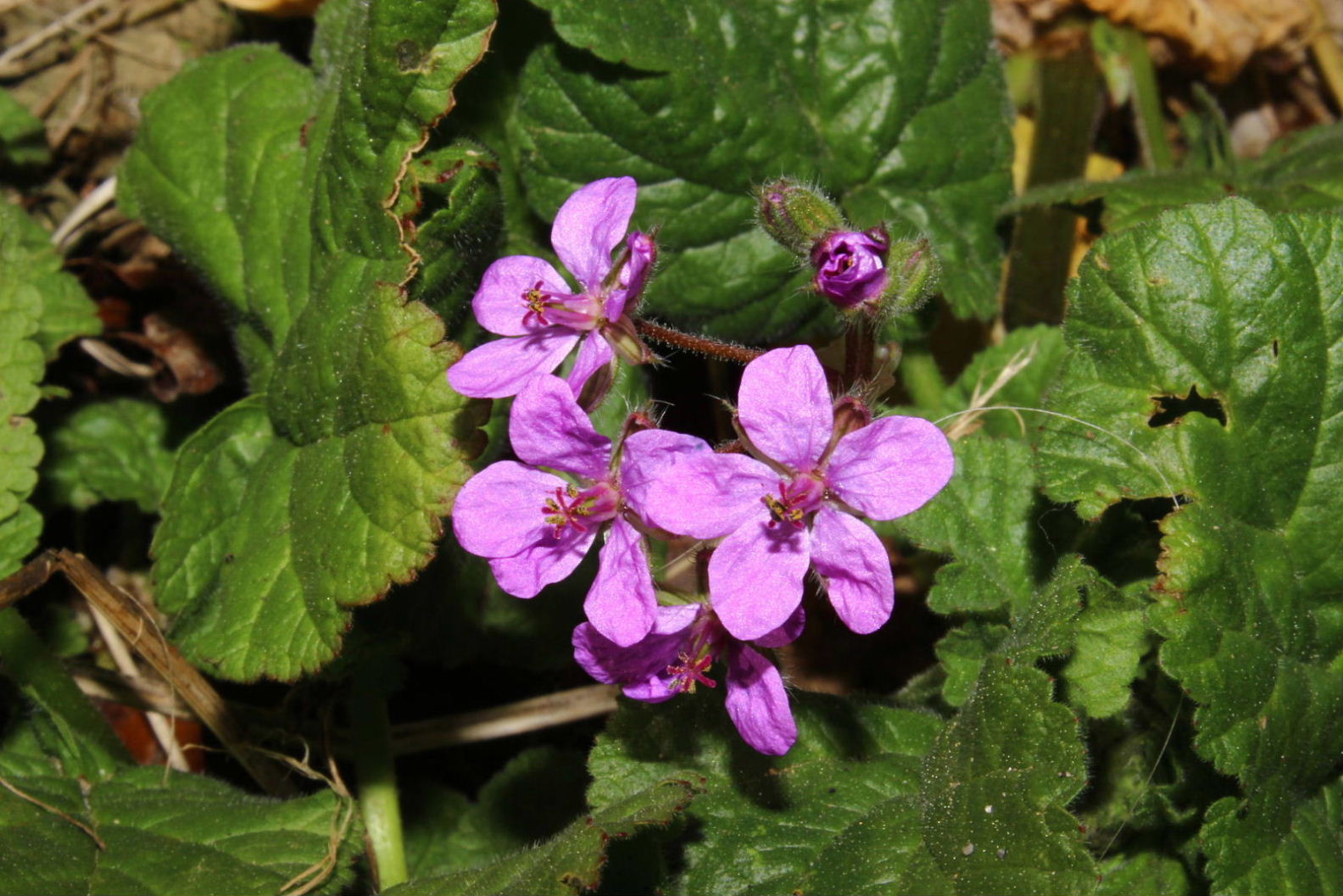 Erodium malacoides (Geraniaceae)